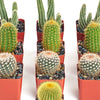 Assorted Mini Cactus Collection