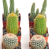 Assorted Mini Cactus Collection