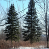 Grow Your Own CHRISTMAS TREE COLLECTION - 4 Gift Packets of Tree Seeds - Fraser Fir, Balsam Fir, Douglas Fir, & Blue Spruce + Free Gift Bag