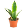 Sansevieria Laurentii 'Snake Plant'