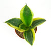 Sansevieria Laurentii 'Snake Plant'