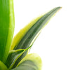 Sansevieria Laurentii 'Snake Plant'