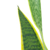 Sansevieria Laurentii 'Snake Plant'