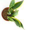 Sansevieria Laurentii 'Snake Plant'