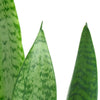 Sansevieria Zeylanica 'Bowstring'