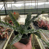 Cryptanthus 'Betty'