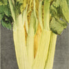 1000 GOLDEN Self-BLANCHING CELERY aka Burpee's or Dwarf Golden Apium Graveolens Dulce Vegetable Seeds