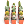Assorted Mini Cactus Collection