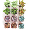 Assorted Mini Succulent Collection