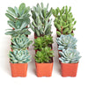 Blue & Green Mini Succulent Collection