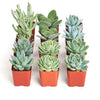 Blue & Green Mini Succulent Collection