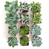 Blue & Green Mini Succulent Collection