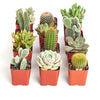Assorted Mini Succulent & Cactus Collection