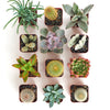 Assorted Mini Succulent & Cactus Collection
