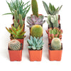 Assorted Mini Succulent & Cactus Collection