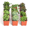 Verde Mini Succulent Collection