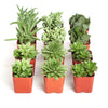 Verde Mini Succulent Collection