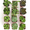 Verde Mini Succulent Collection