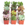 Unique Mini Succulent Collection
