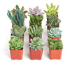 Unique Mini Succulent Collection