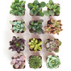 Unique Mini Succulent Collection