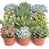 Assorted Medium Succulent Collection