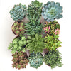 Assorted Medium Succulent Collection