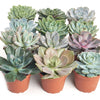 Rosette Medium Succulent Collection