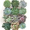 Rosette Medium Succulent Collection