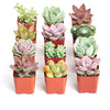 Pastel Mini Succulent Collection