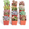 Pastel Mini Succulent Collection