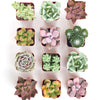 Pastel Mini Succulent Collection