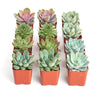 Rosette Succulent Collection