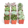 Rosette Succulent Collection