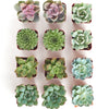 Rosette Succulent Collection