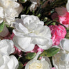 100 RAINBOW CARNATION Mix Mixed Colors Dianthus Caryophyllus Flower Seeds