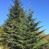 Grow Your Own CHRISTMAS TREE COLLECTION - 4 Gift Packets of Tree Seeds - Fraser Fir, Balsam Fir, Douglas Fir, & Blue Spruce + Free Gift Bag