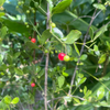 Maiden Berry (Crossopetalum rhacoma)