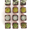 Assorted Mini Cactus Collection