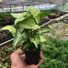 Syngonium 'White Butterfly'
