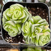 Crassula Dorothy