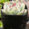 Echeveria Chihuahua