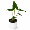 Alocasia Tigrina Superba