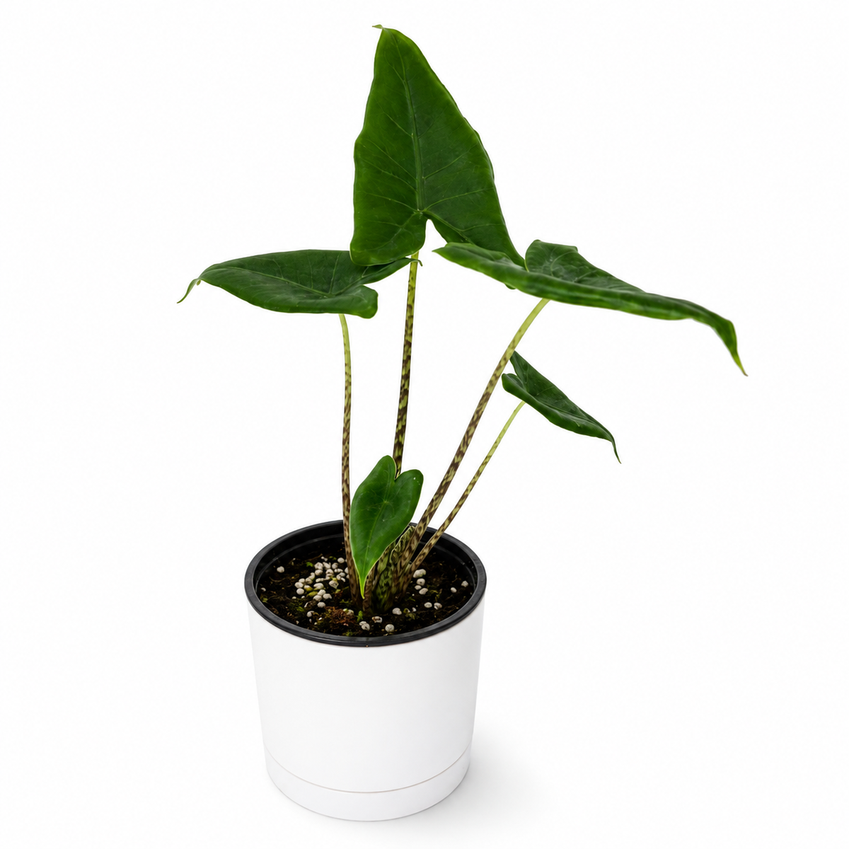 Alocasia Tigrina Superba