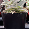 Kitten Ears Cyanotis Somaliensis