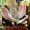 Echeveria Decora