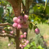Lilly Pilly (Syzygium smithii, Acmena smithii)