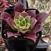 Sempervivum Devon Jewel
