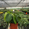 Philodendron 'Fuzzy Petiole'