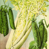 1000 GOLDEN Self-BLANCHING CELERY aka Burpee's or Dwarf Golden Apium Graveolens Dulce Vegetable Seeds